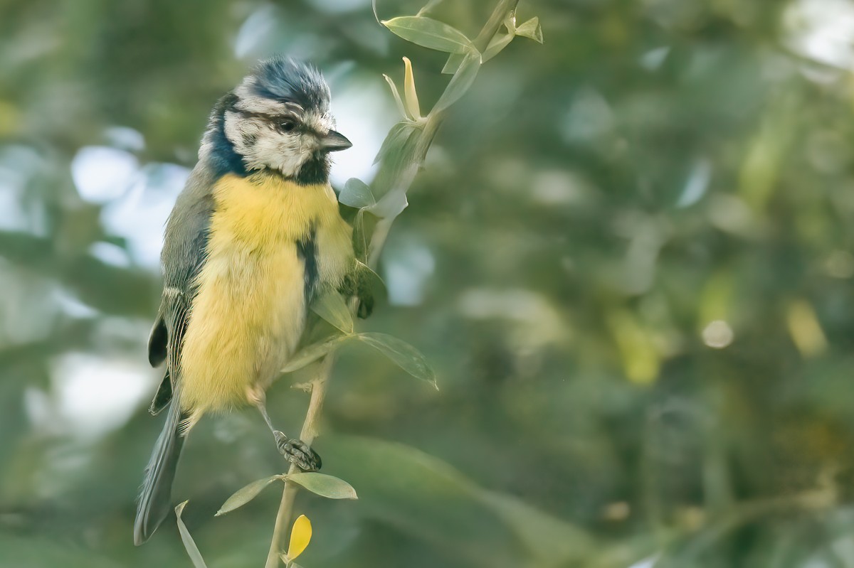 Eurasian Blue Tit - ML620699699