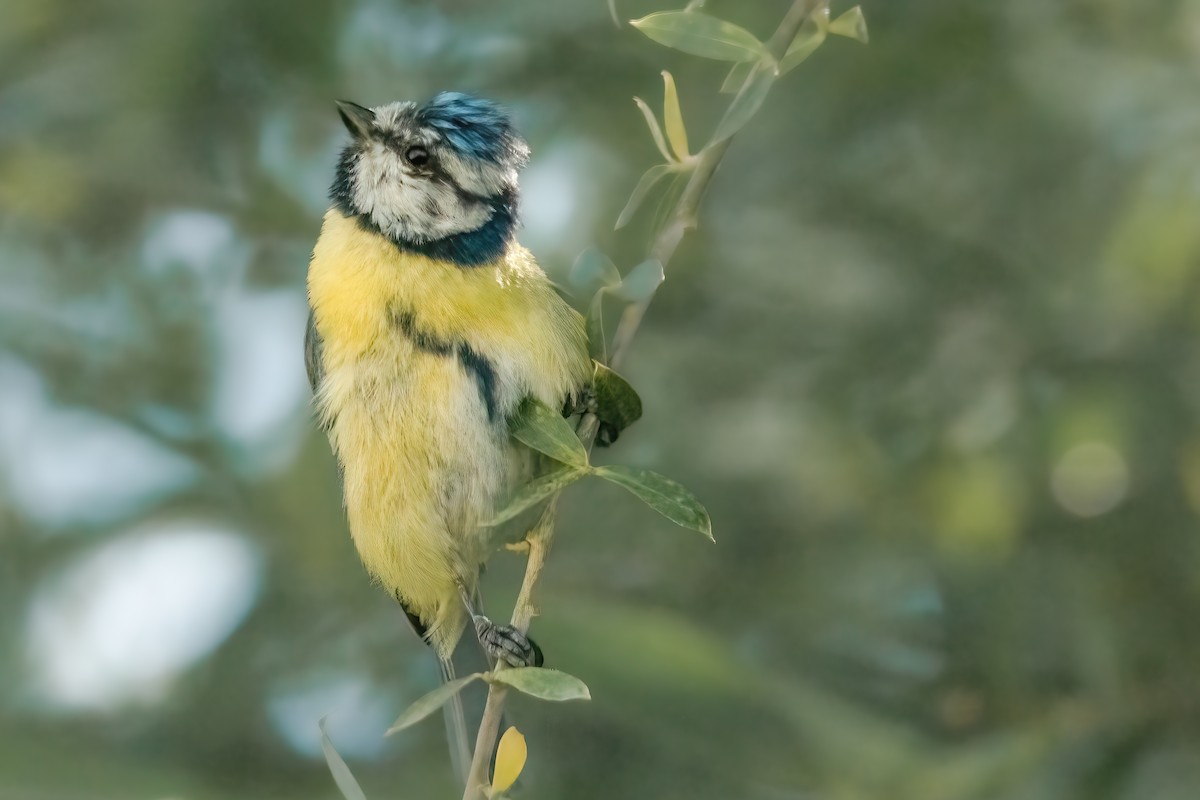 Eurasian Blue Tit - ML620699701