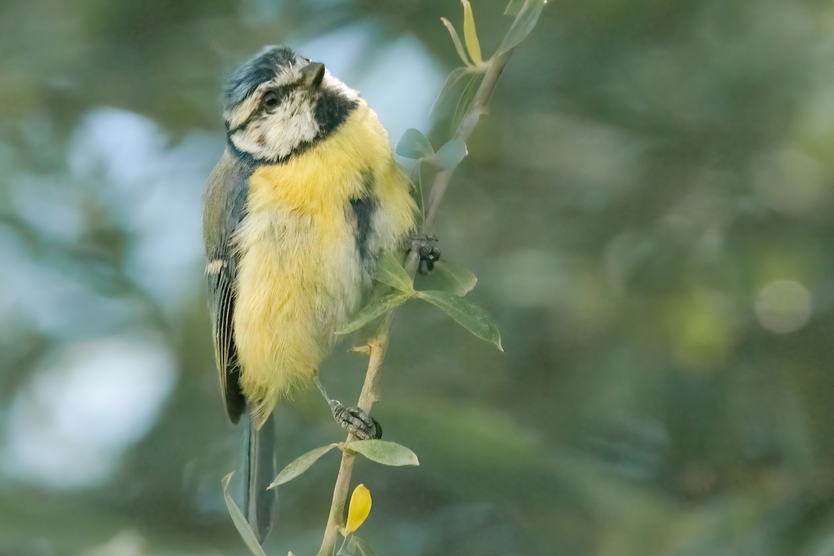 Eurasian Blue Tit - ML620699702