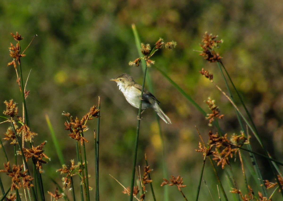 Common Reed Warbler - ML620699705