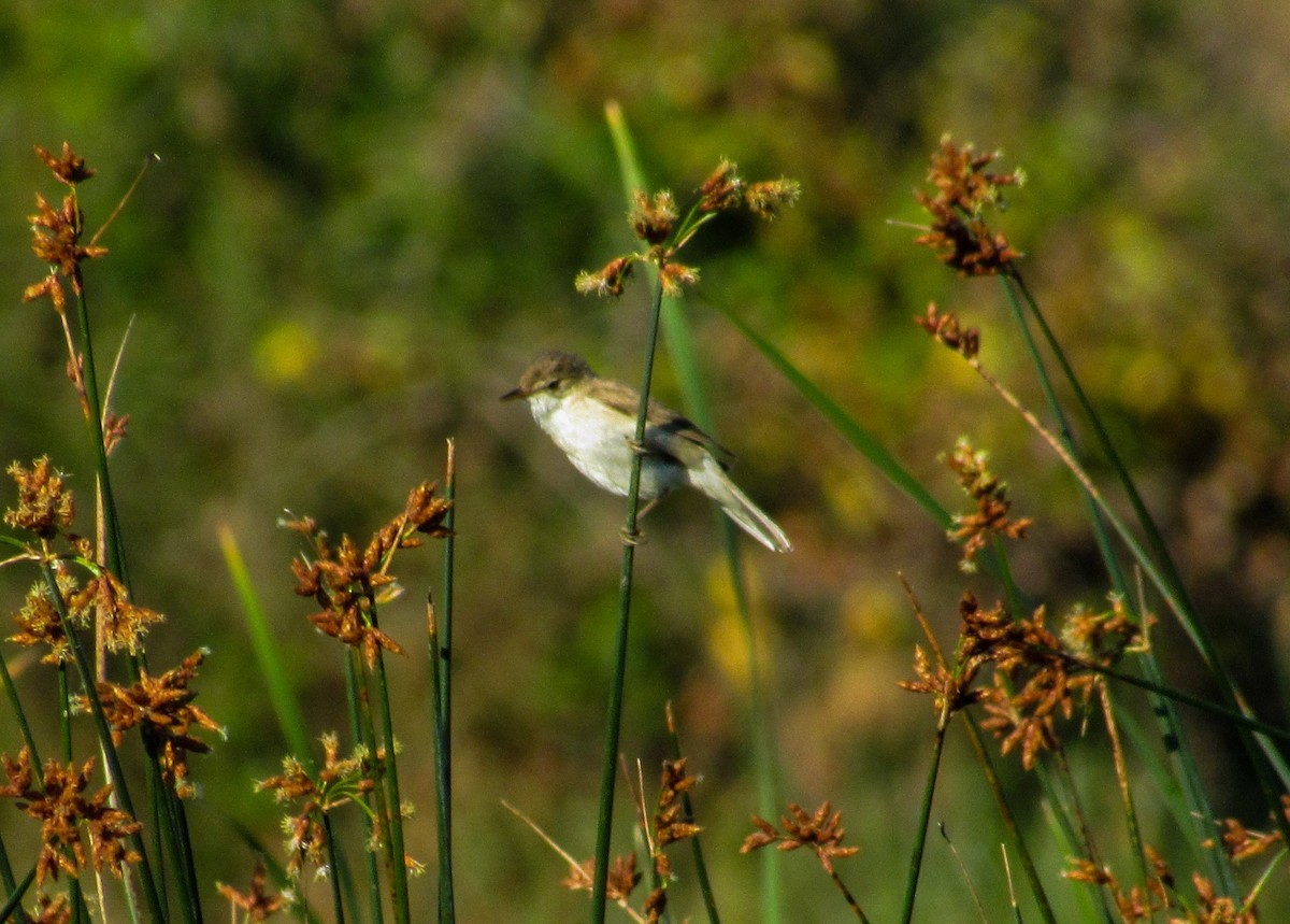 Common Reed Warbler - ML620699706