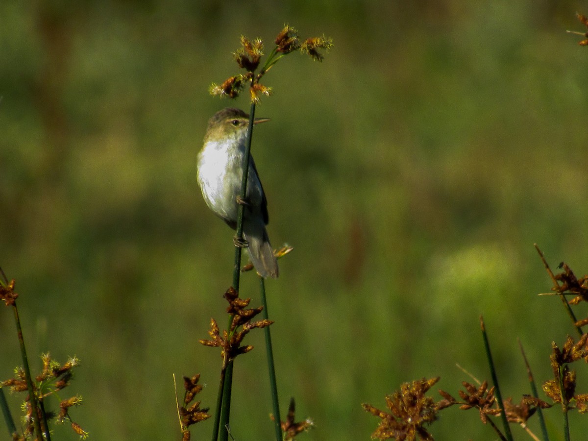 Common Reed Warbler - ML620699708