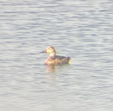 Canvasback - ML620699710