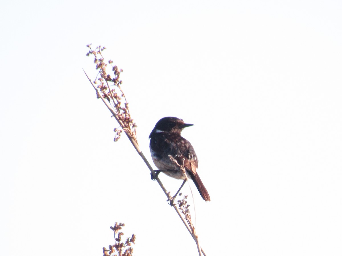 European Stonechat - ML620699713