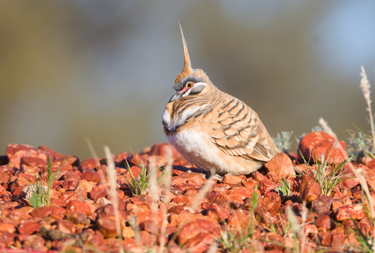 Spinifex Pigeon - ML620699714