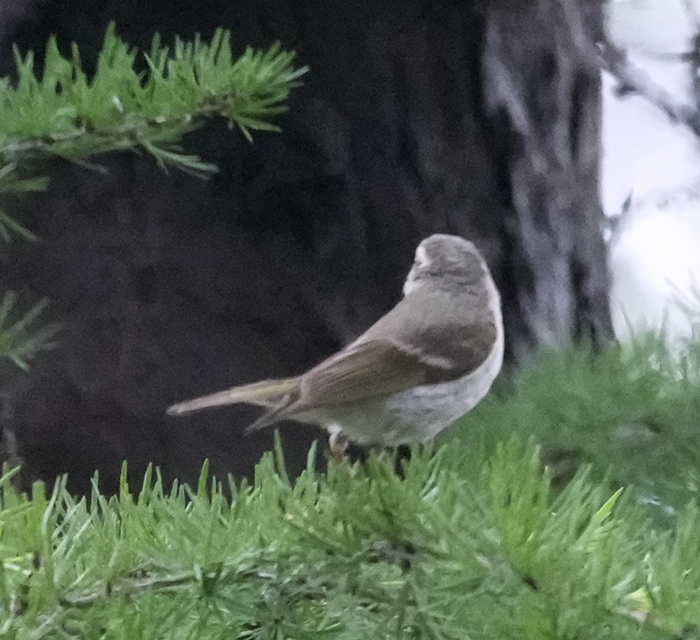 Chinese Leaf Warbler - ML620699719