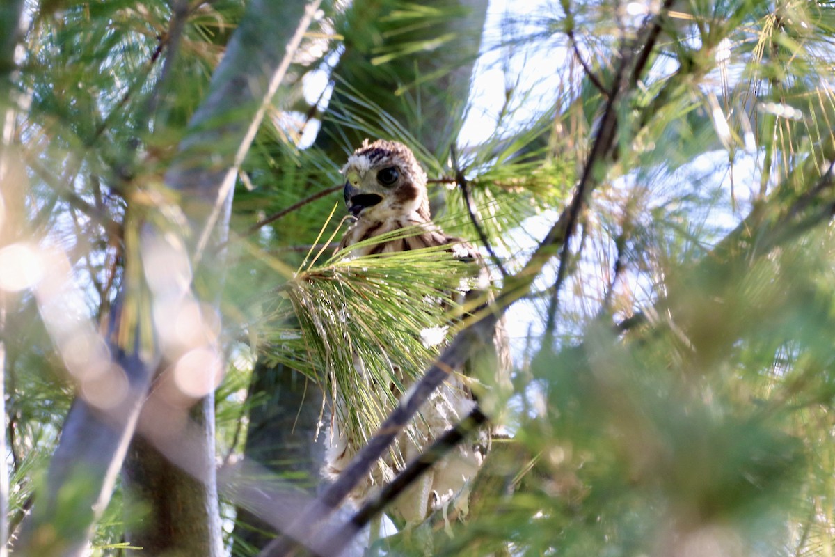 Cooper's Hawk - ML620699721