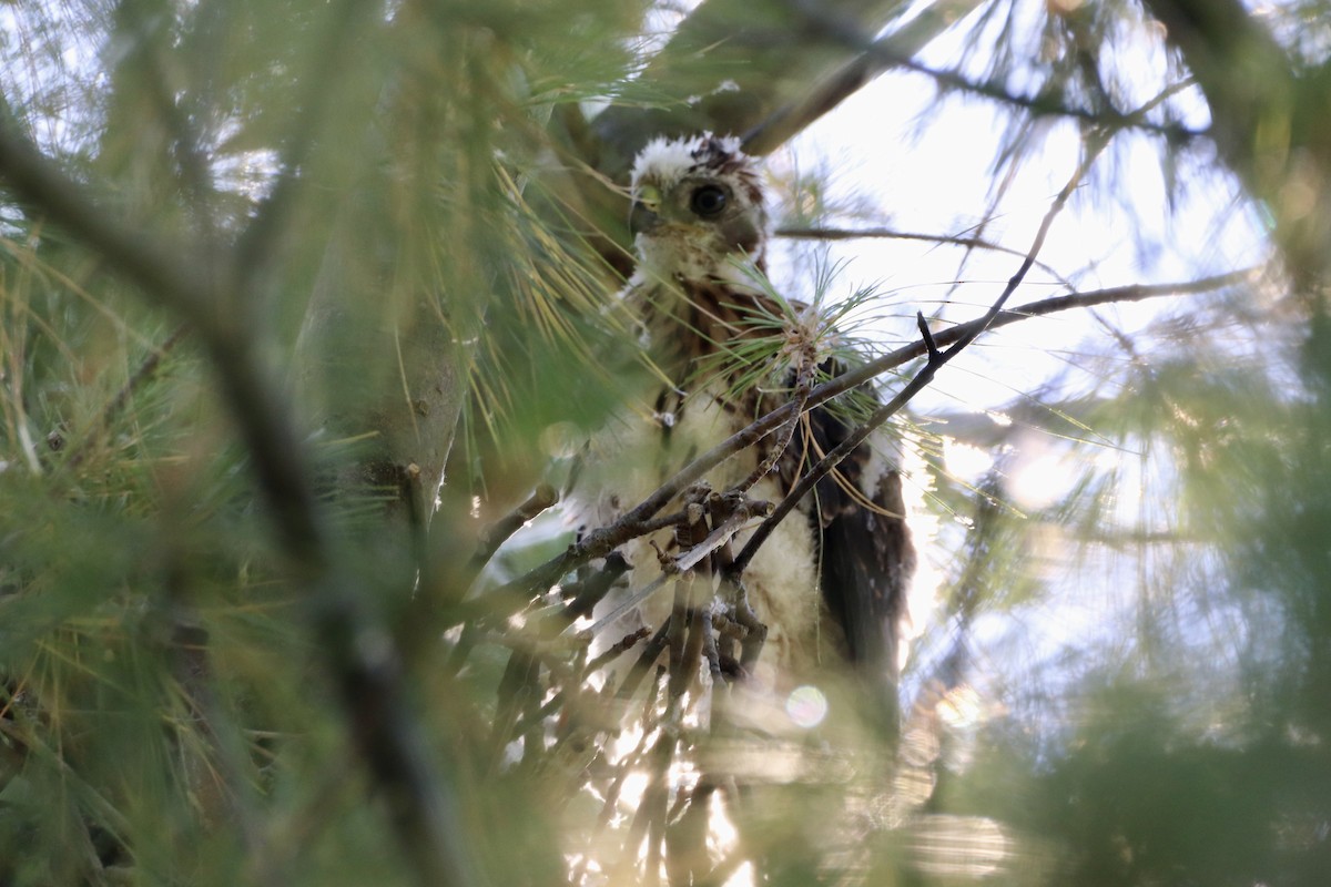 Cooper's Hawk - ML620699722