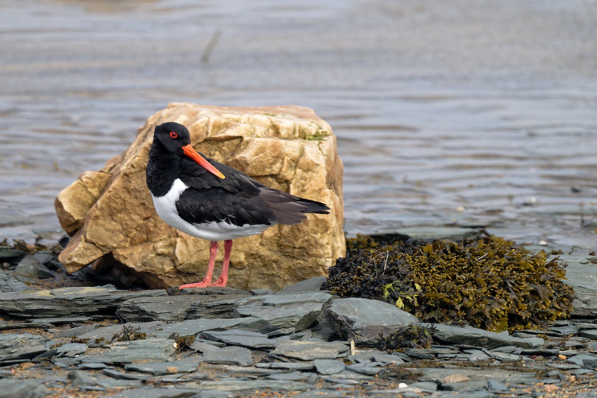 Eurasian Oystercatcher - ML620699723