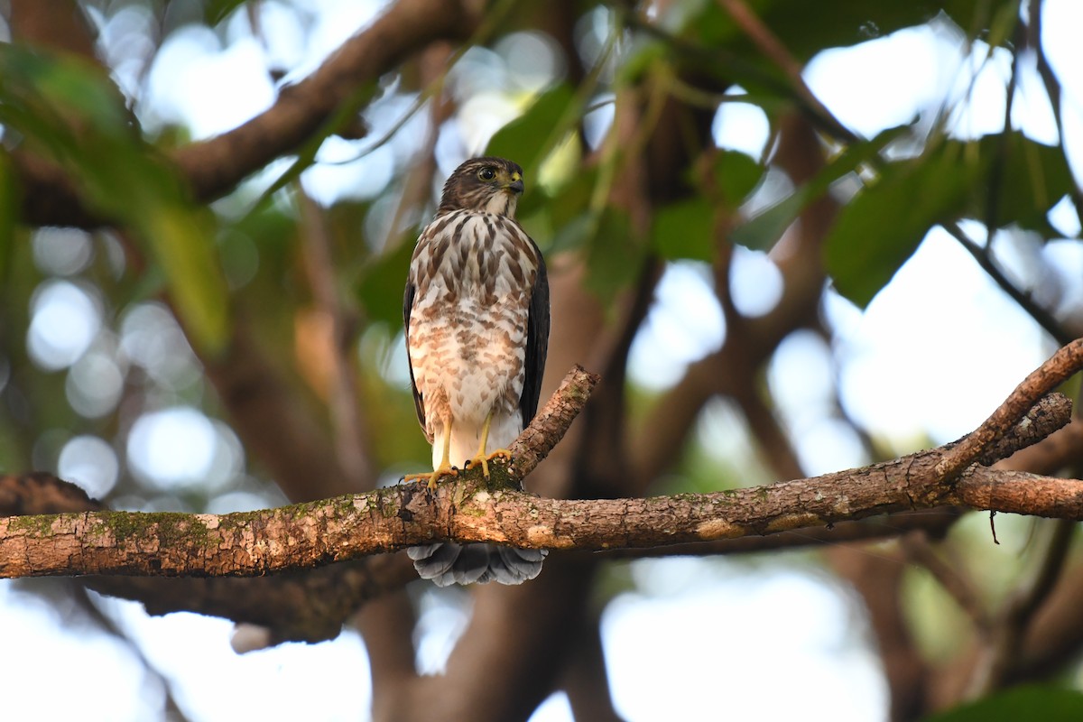 Japanese Sparrowhawk - ML620699724