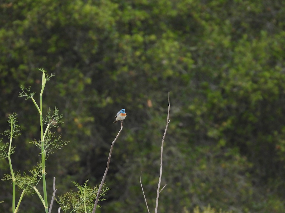 Lazuli Bunting - ML620699730