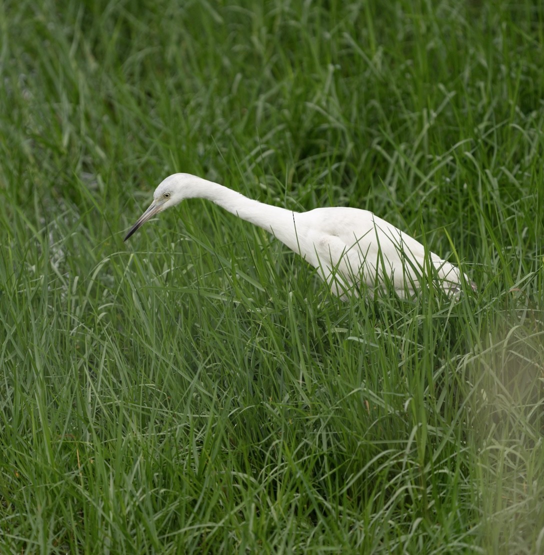 Little Blue Heron - ML620699738