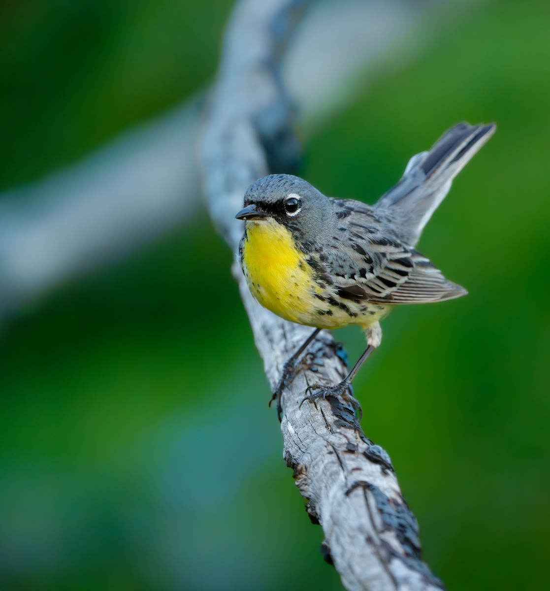 Kirtland's Warbler - ML620699741