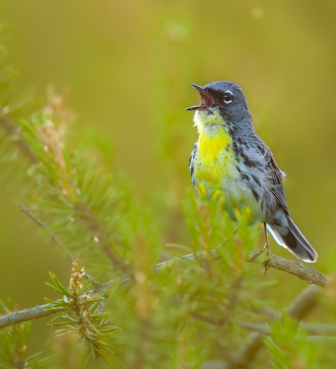 Kirtland's Warbler - ML620699745