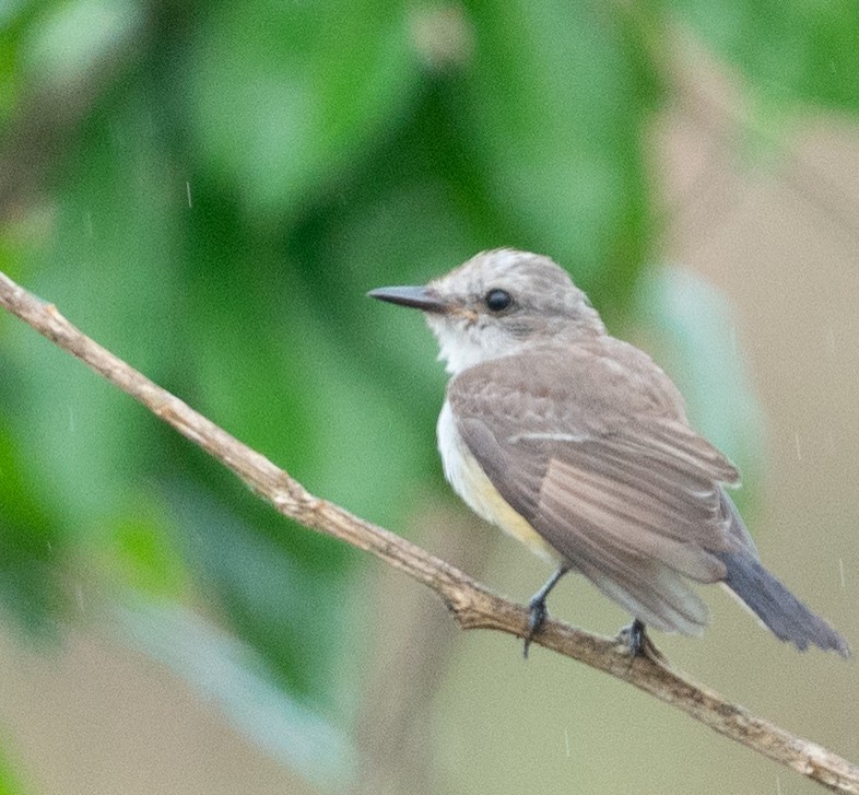 Vermilion Flycatcher - ML620699748