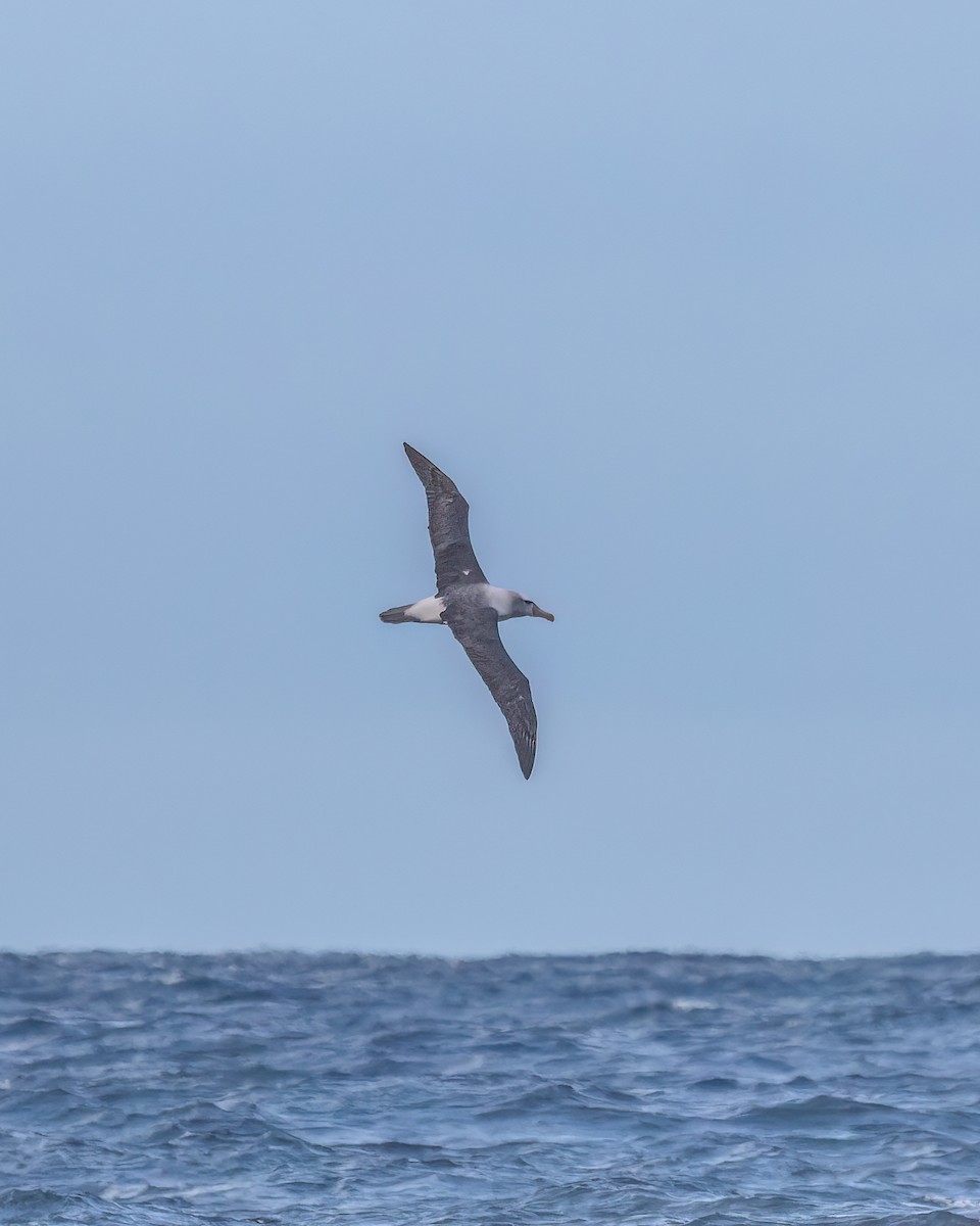 White-capped Albatross - ML620699749