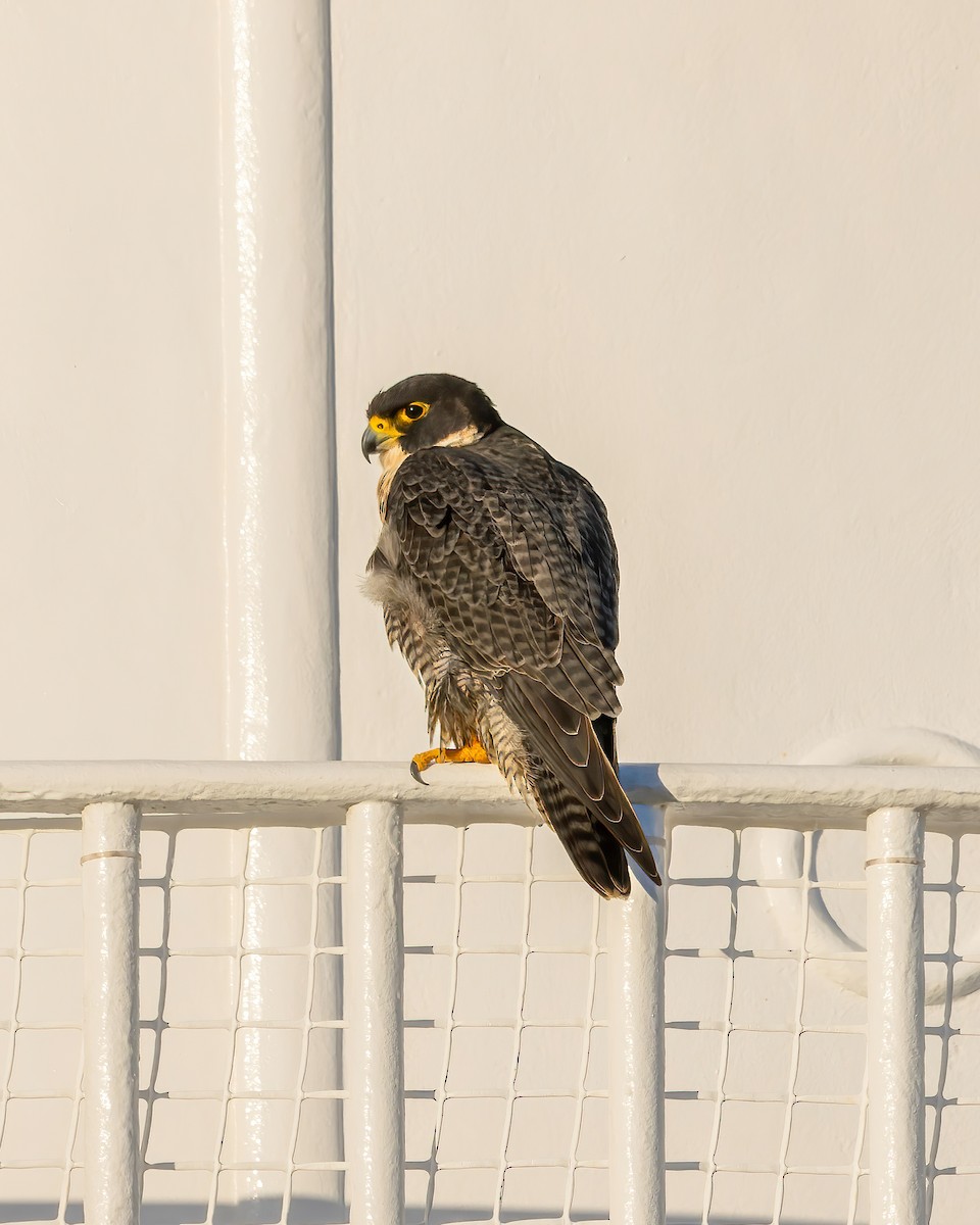 Peregrine Falcon - ML620699754