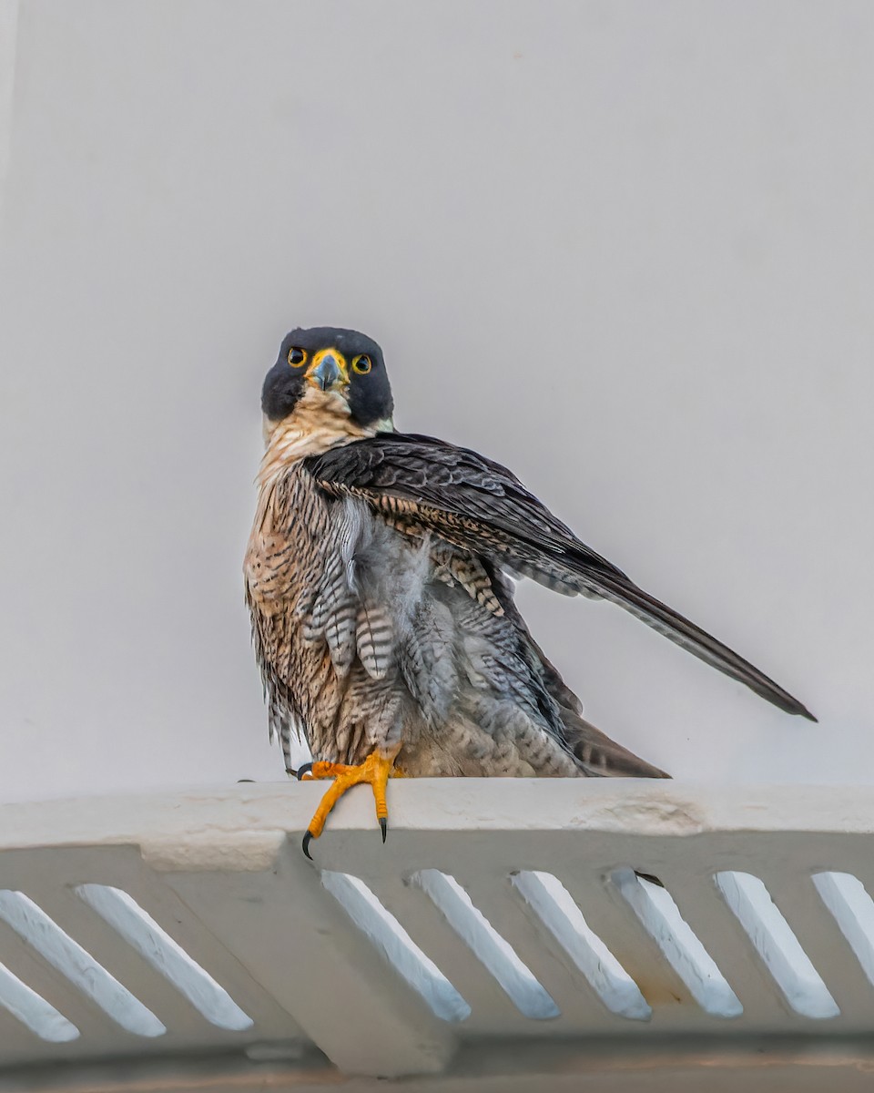 Peregrine Falcon - ML620699755