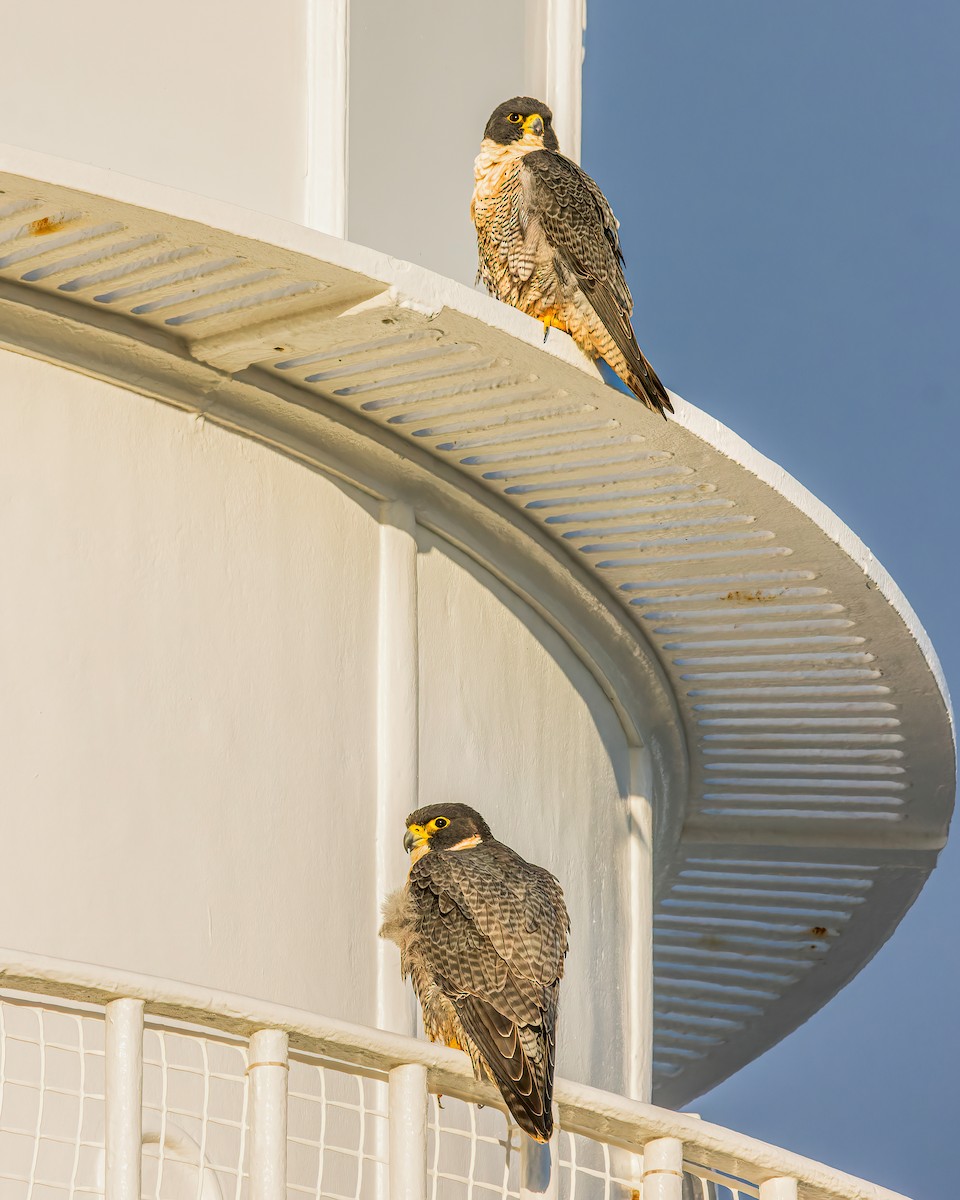 Peregrine Falcon - ML620699756