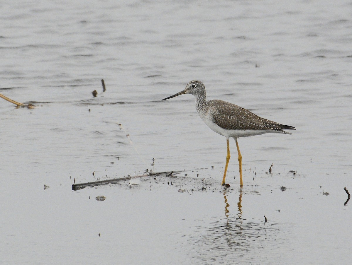 Greater Yellowlegs - ML620699757