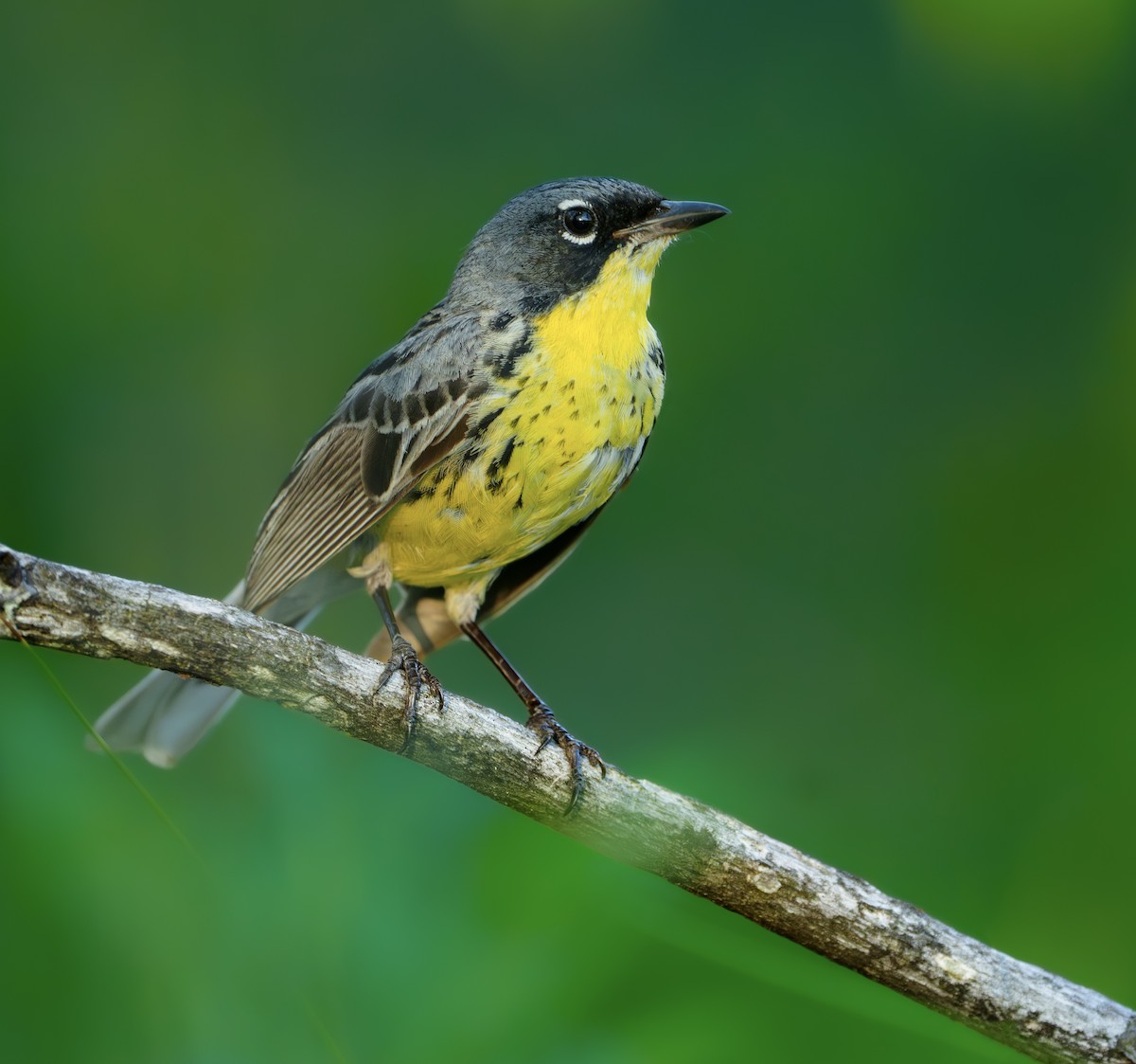 Kirtland's Warbler - ML620699759