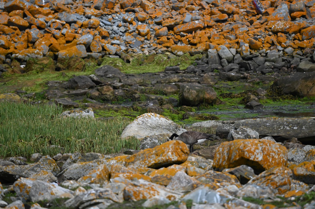 Greater Yellowlegs - ML620699763