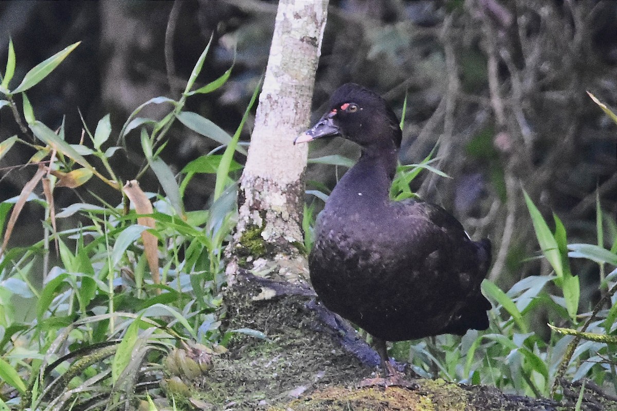 Muscovy Duck - ML620699766