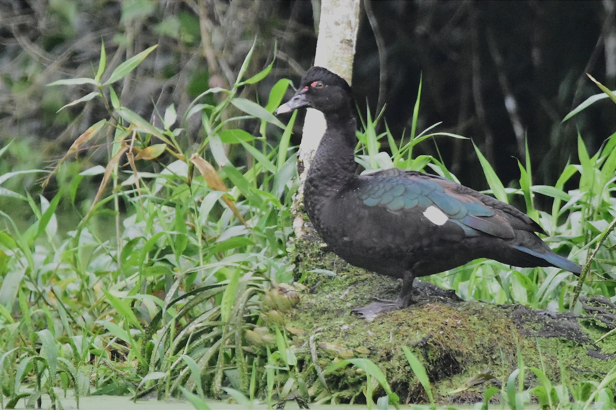 Muscovy Duck - ML620699767