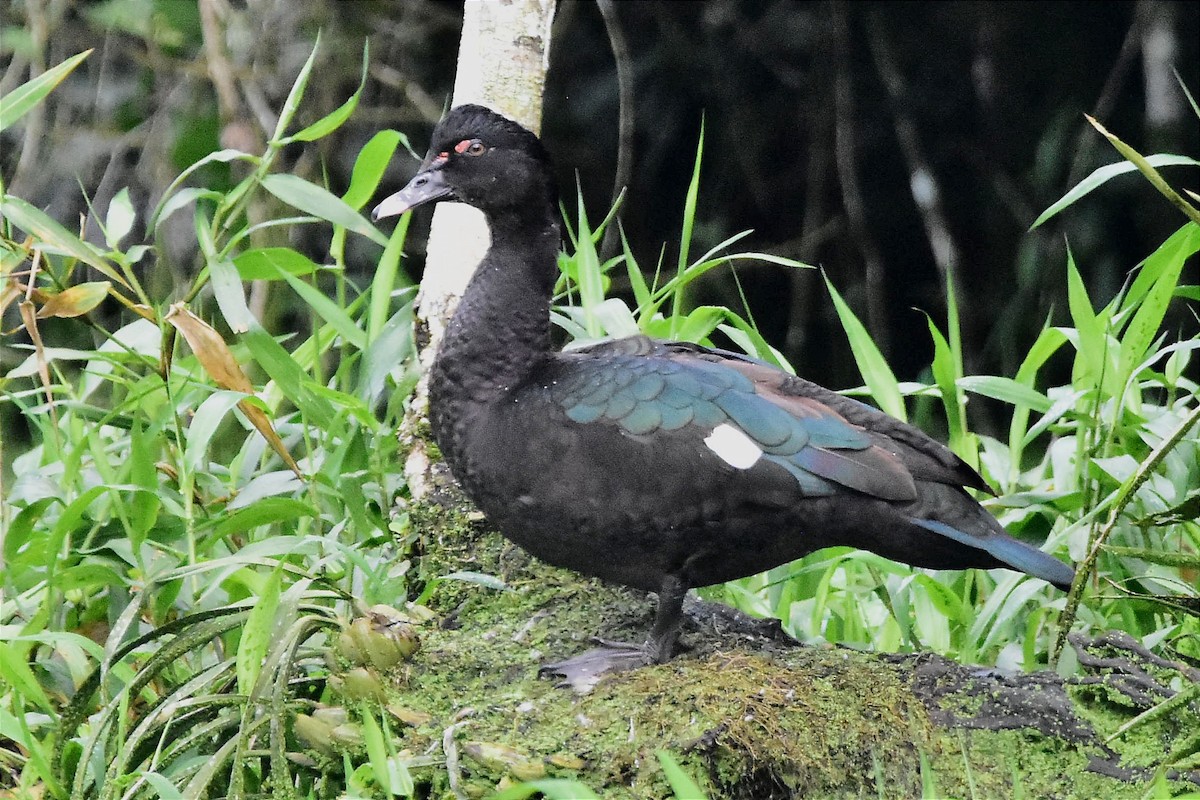 Muscovy Duck - ML620699768