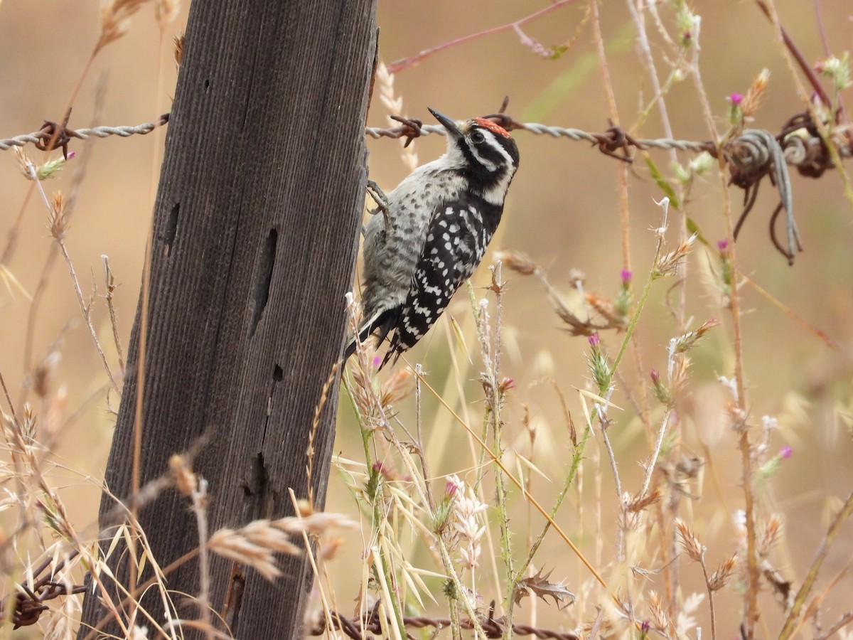 Nuttall's Woodpecker - ML620699769