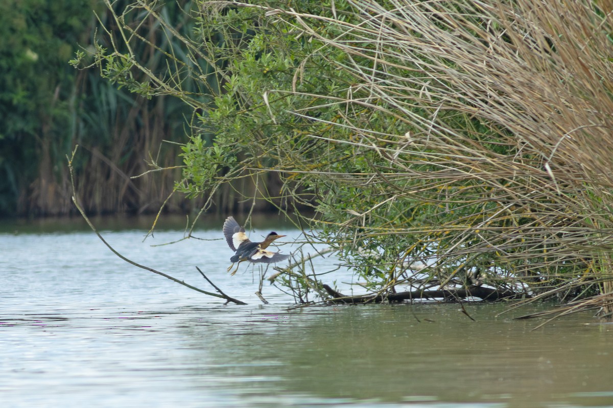 Little Bittern - ML620699771