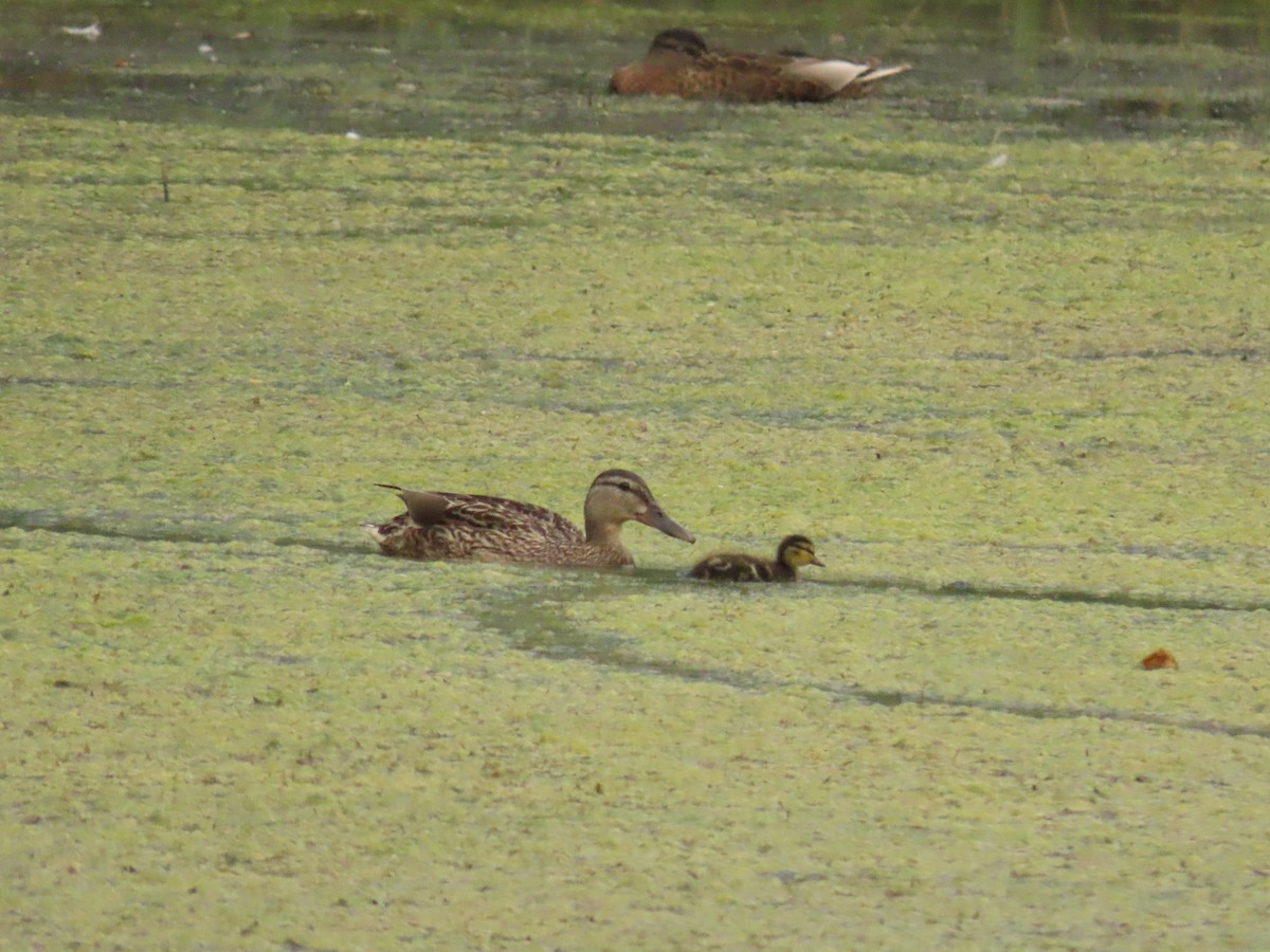 Canard colvert - ML620699772