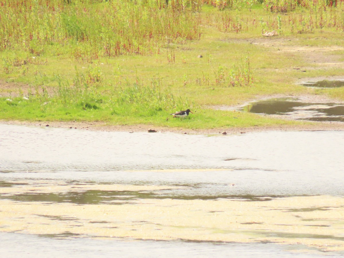 Eurasian Oystercatcher - ML620699774