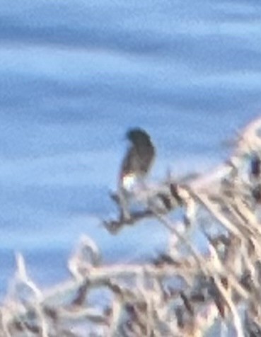 Black Wheatear - ML620699778