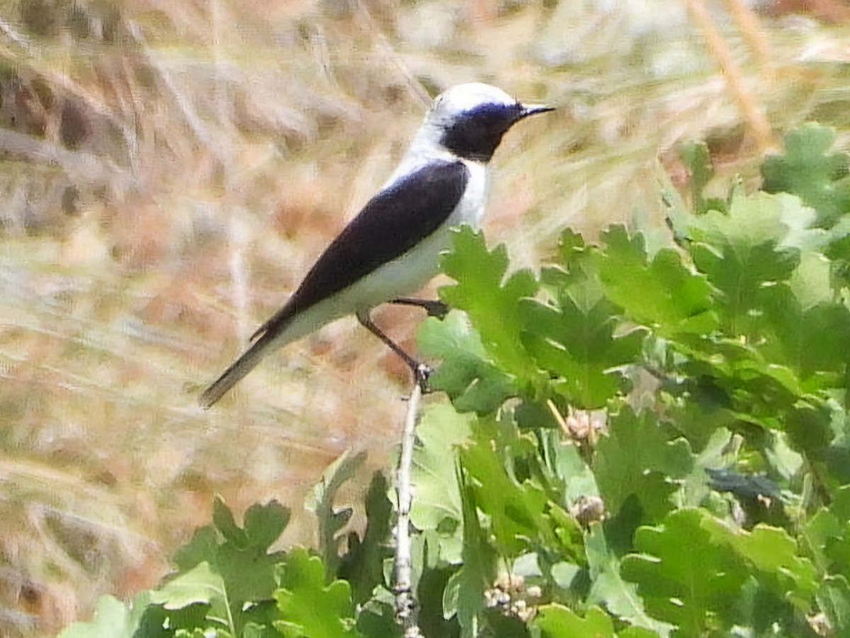 Eastern Black-eared Wheatear - ML620699779