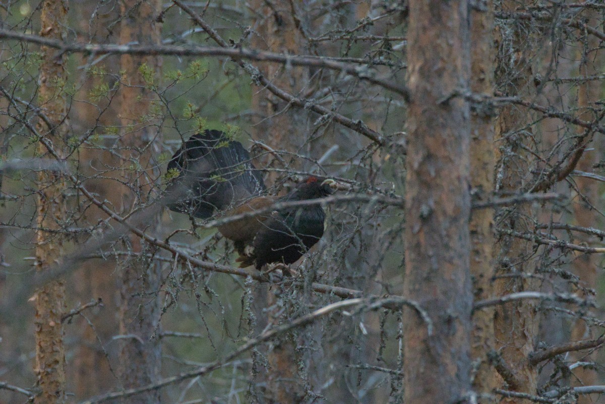 Western Capercaillie - ML620699780