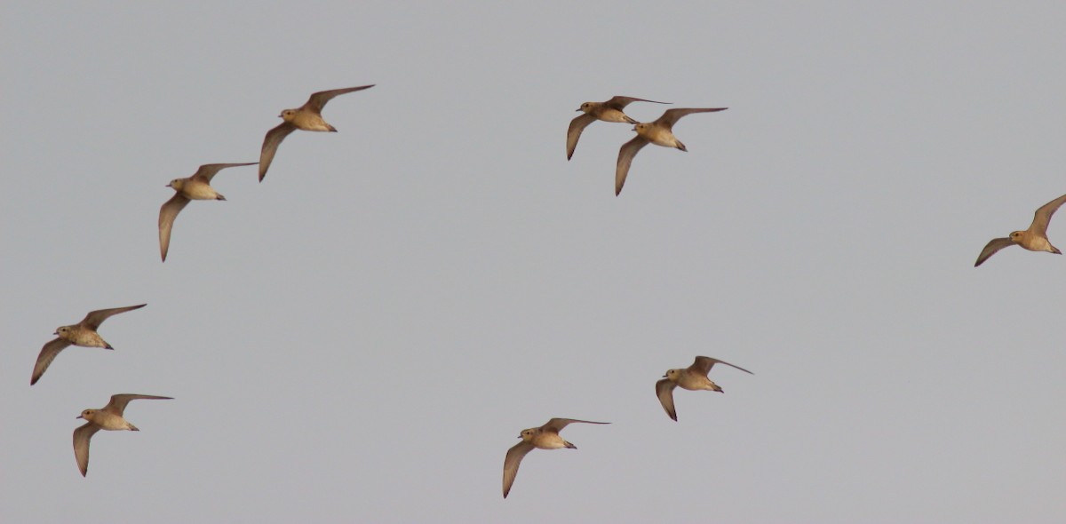 Pacific Golden-Plover - ML620699782