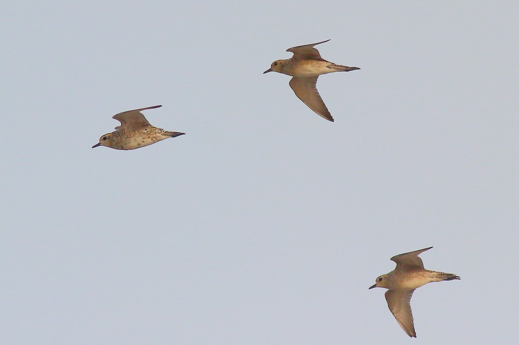 Pacific Golden-Plover - ML620699783