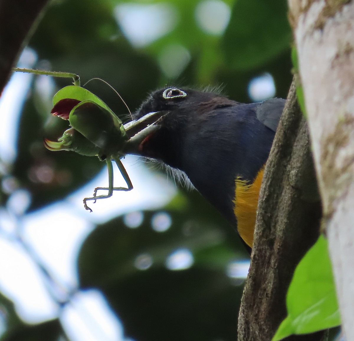 Green-backed Trogon - ML620699787