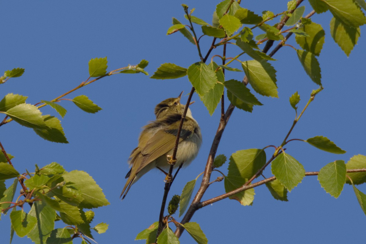 Arctic Warbler - ML620699790