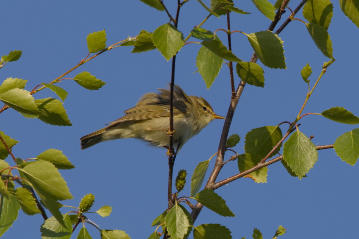 Arctic Warbler - ML620699791