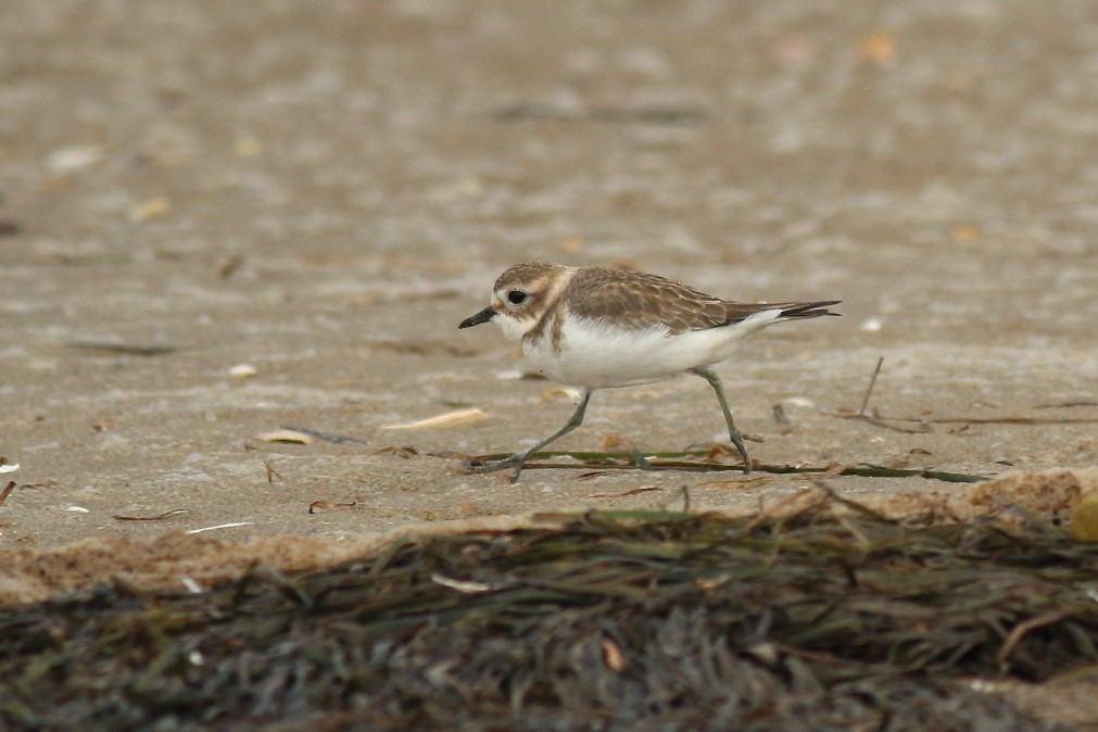 Double-banded Plover - ML620699792