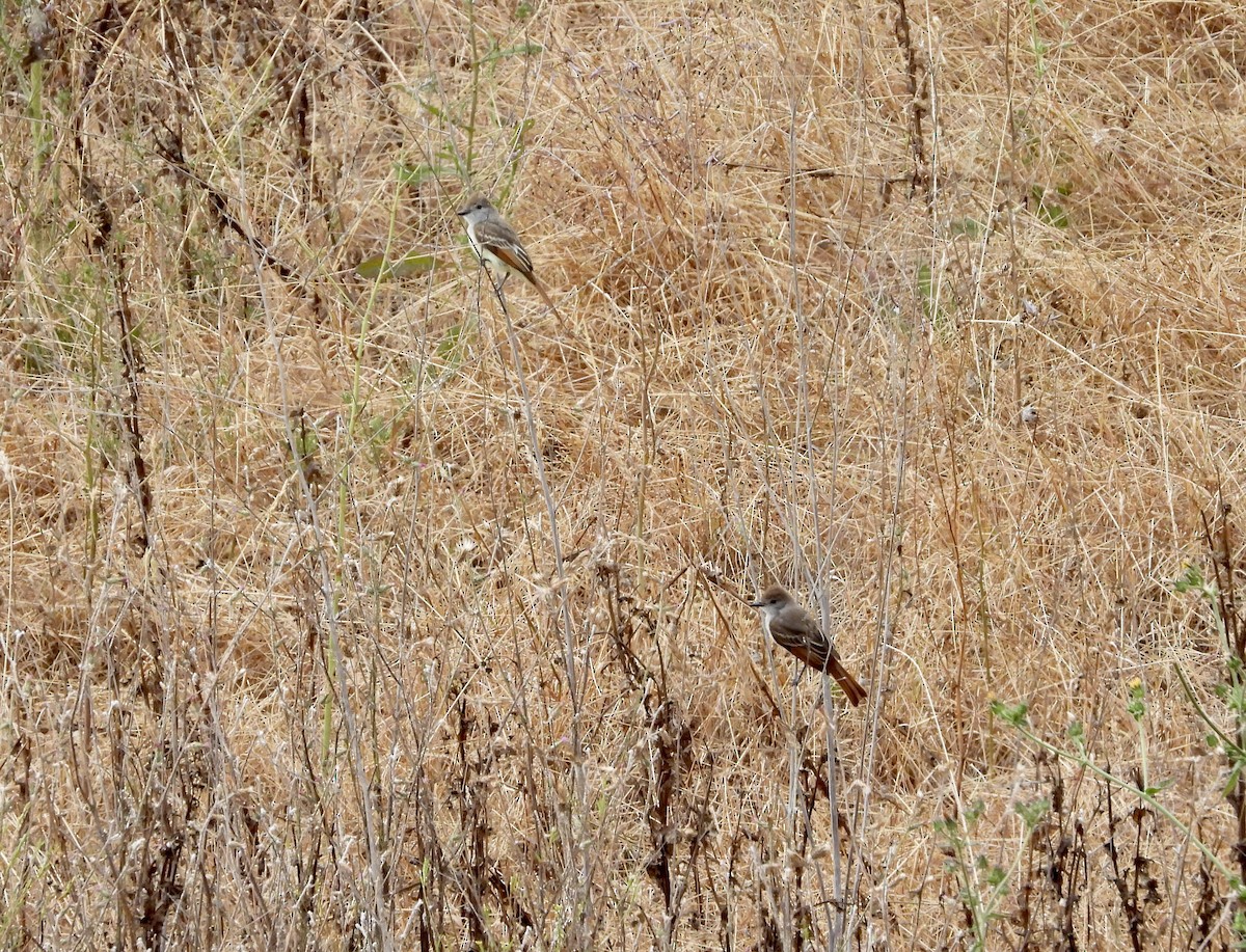 Ash-throated Flycatcher - ML620699802