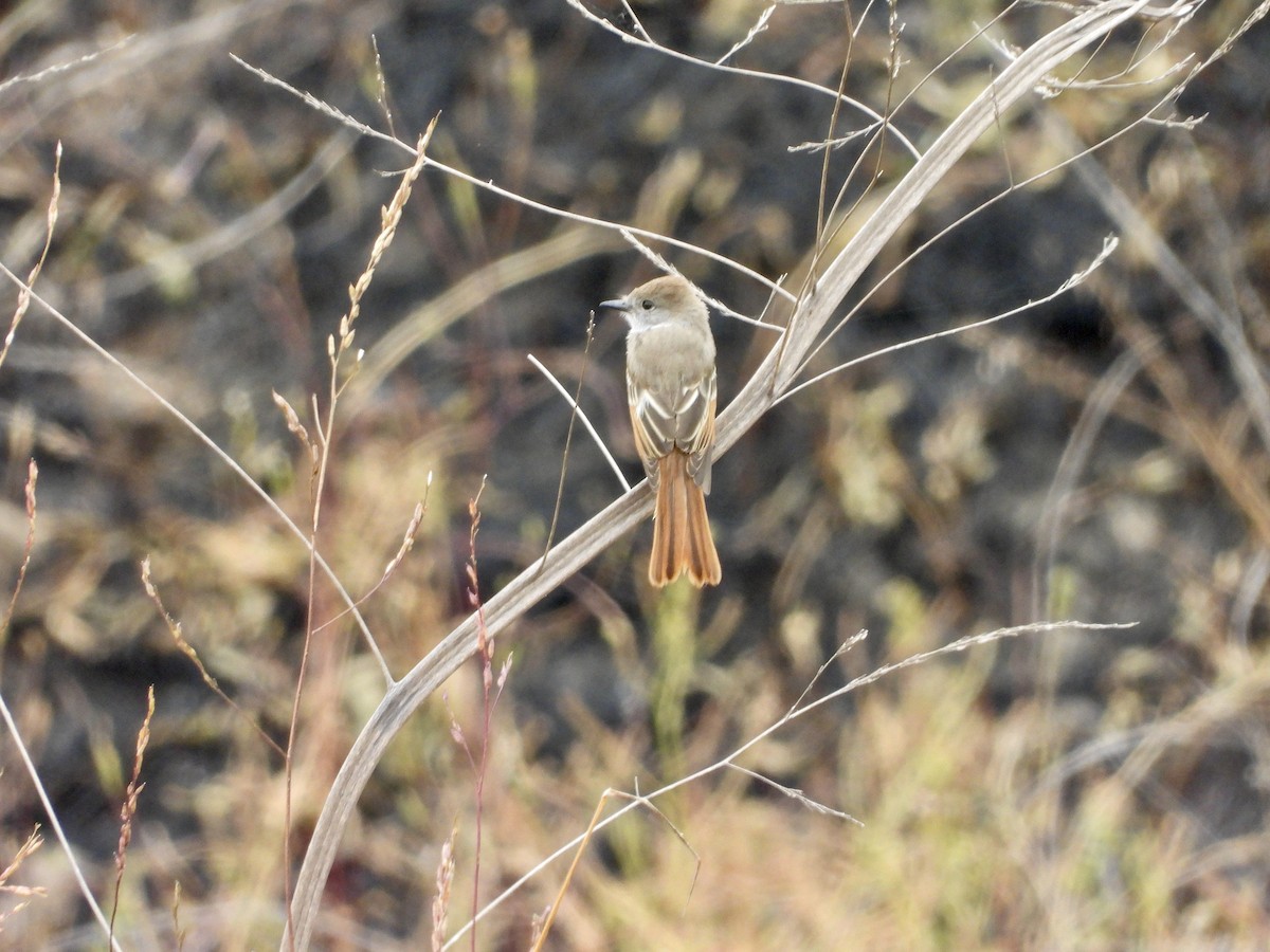 Ash-throated Flycatcher - ML620699803