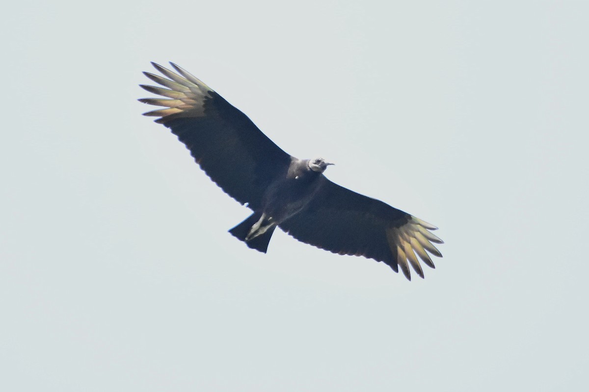 Black Vulture - ML620699804