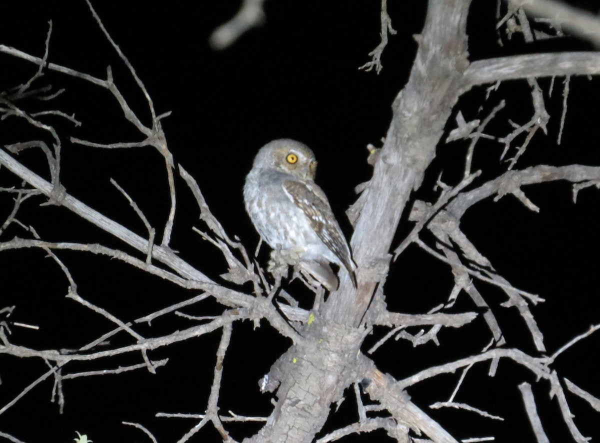 Elf Owl - ML620699811