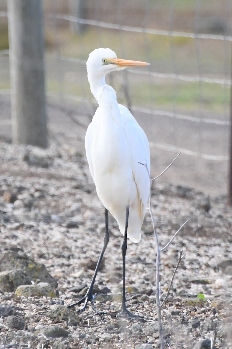 Grande Aigrette - ML620699814