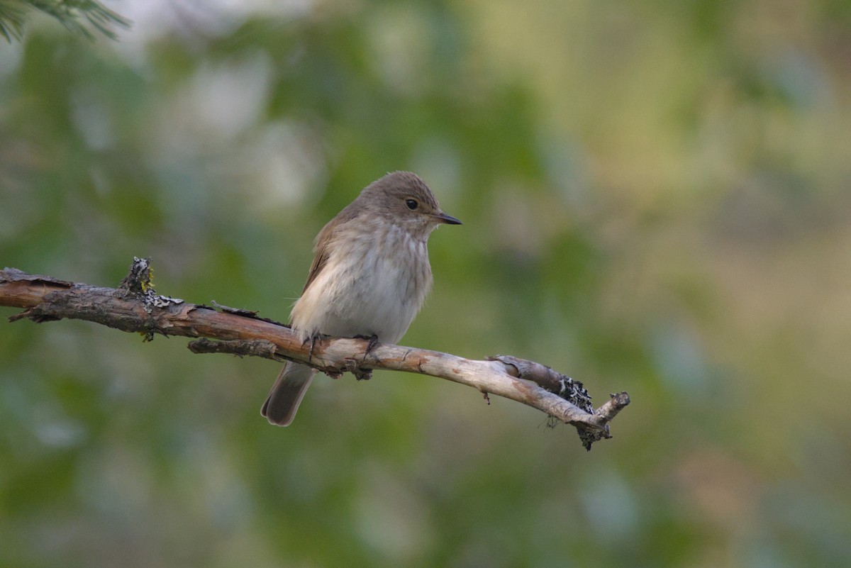 Spotted Flycatcher (Spotted) - Severin Uebbing