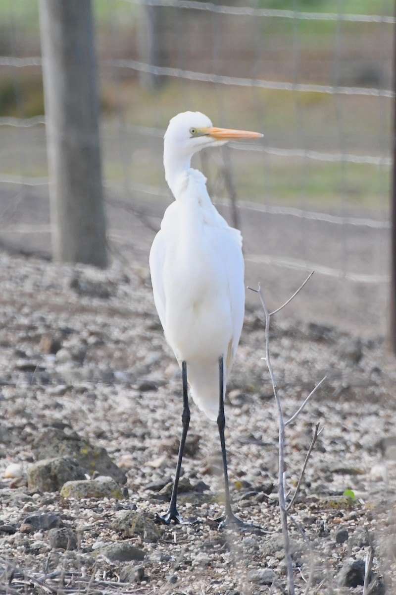 Grande Aigrette - ML620699816