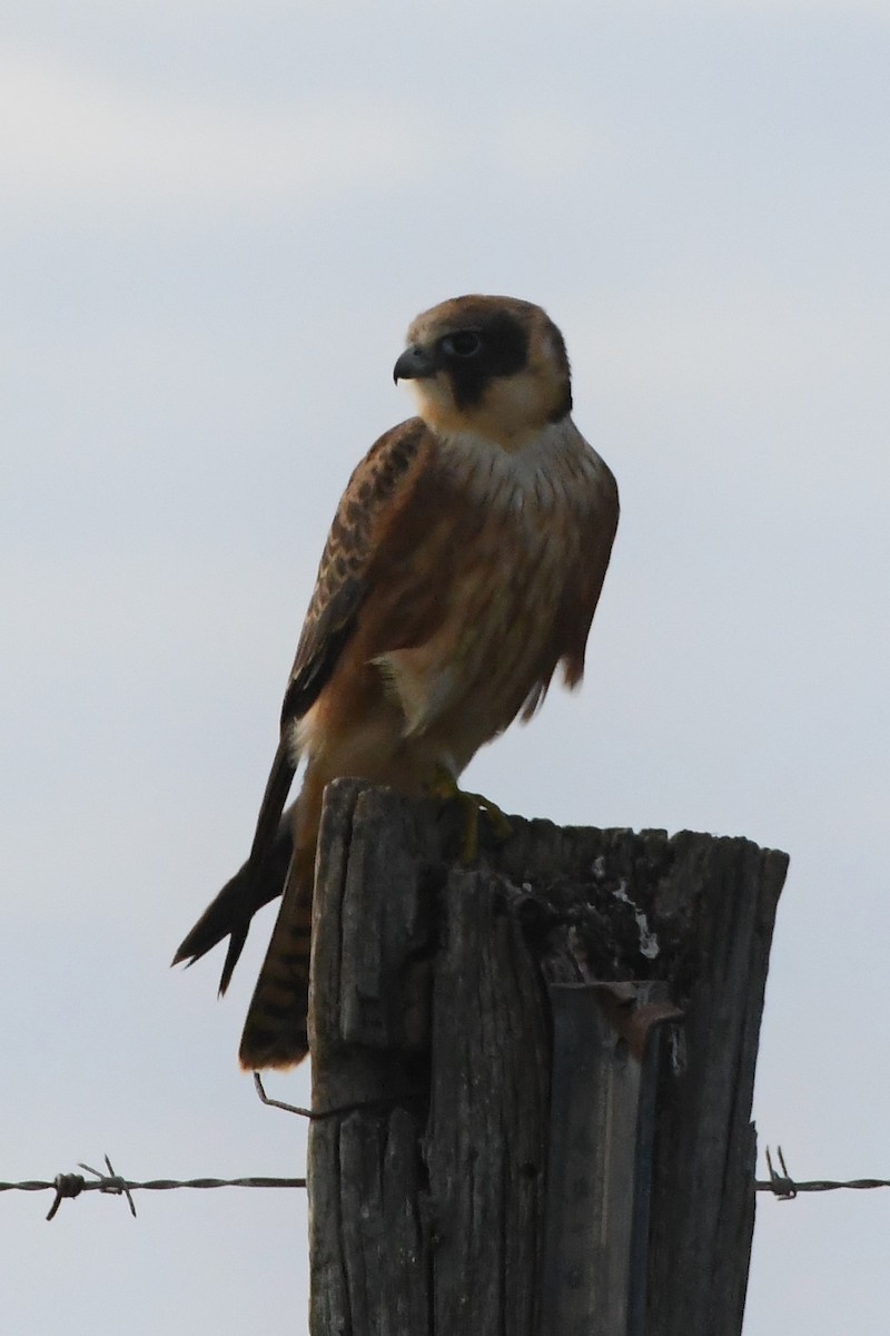 Australian Hobby - ML620699817